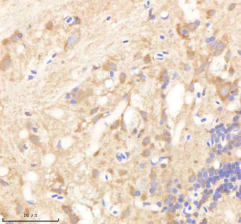 IHC staining of FFPE zebrafish brain tissue with Psmd6 antibody, HRP-labeled secondary and DAB subst
