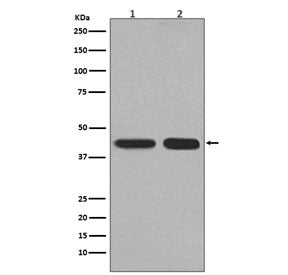 Western blot testing of 1) human HepG2 and 2) mouse kidney lysate with PGK1 antibody. Predicted mole