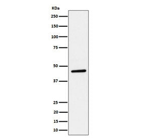 Western blot testing of human HeLa cell lysate with PLEKHA1 antibody. Predicted molecular weight ~46