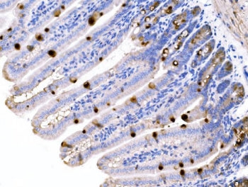 MUC2 Antibody / Mucin 2