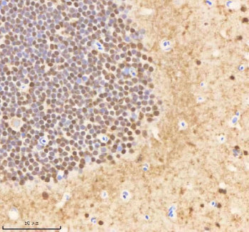IHC staining of FFPE zebrafish brain tissue with Psmc1 antibody, HRP-labeled secondary and DAB subst