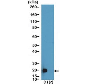Western blot testing of 293T cells (1) transfected or (2) non-transfected with a DNA construct encod