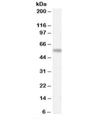 Western blot testing of human spleen lysate with AIRE antibody at 0.3ug/ml. Predicted molecular weig