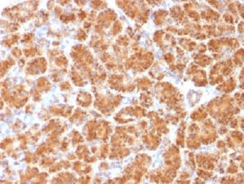 IHC testing of FFPE human pancreas with Clathrin Light Chain antibody (clone CLC/1421). Required HIE