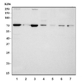 Western blot testing of 1) human HeLa, 2) human A431, 3) human HepG2, 4) rat brain, 5) rat PC-12, 6)