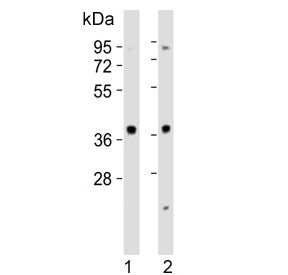 Western blot testing of human 1) HeLa and 2) Jurkat cell lysate with MAPK12 antibody. Expected molec