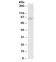 FYB Antibody