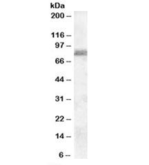 Western blot testing of human cerebellum lysate with ZRANB1 antibody at 0.1ug/ml. Predicted/observed