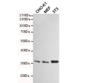 Western blot testing of hamster CHO-K1, mouse MEF and mouse NIH3T3 cell lysates using HtrA2 antibody