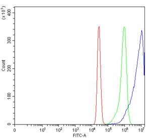 ATG4A Antibody