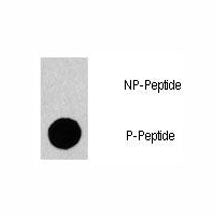 Dot blot analysis of phospho-GAB1 antibody. 50ng of phos-peptide or nonphos-peptide per dot were spo