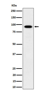 Western blot analysis of IFT88 expression in human HepG2 cell lysate using IFT88 antibody. Predicted