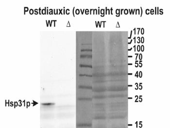 Western blot testing of yeast lysate (wt) and the KO (delta) in the left panel and the Ponceau stain
