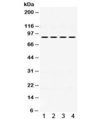 PI3K Antibody (p85 beta) / PIK3R2