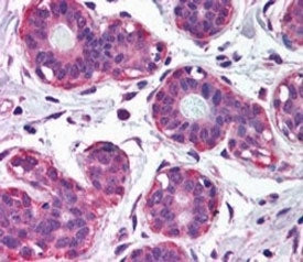 NET1 Antibody