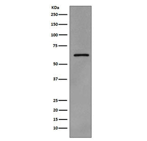 Phospho-Src Antibody / Phospho-Y419, 100ul