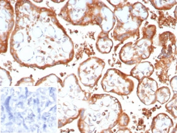IHC staining of FFPE human placenta tissue with VEGFA antibody (clone VEGF/9366). Inset: PBS used in
