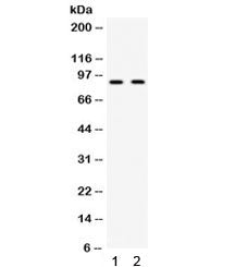 CIP2A Antibody / KIAA1524