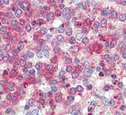 IHC testing of FFPE human spleen tissue with LXN antibody. HIER: steam section in pH6 citrate buffer