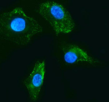IF analysis of RASL12 using anti-RASL12 antibody (green). RASL12 was detected in an immunocytochemic