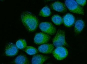Immunofluorescent staining of FFPE human SiHa cells with OS9 antibody (green) and DAPI nuclear stain