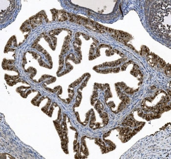 IHC staining of FFPE rat ovary tissue with HFH-4 antibody. HIER: boil tissue sections in pH8 EDTA fo
