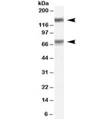 Western blot testing of human testis lysate with MELK antibody at 0.1ug/ml. Predicted molecular weig