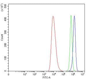 CXCR5 Antibody / BLR1 / MDR15