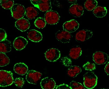 Immunofluorescent staining of human Raji cells with CD19 antibody (clone CDLA19-1, green) and Reddot
