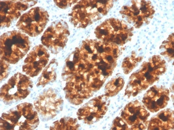 IHC staining of FFPE human colon with Intelectin 1 antibody (clone ITLN1/4065). HIER: boil tissue se