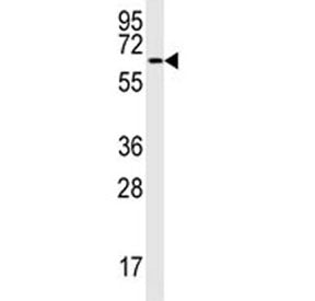 MAP2 Antibody