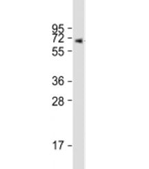 Western blot testing of human placenta lysate with ERVK-7 antibody at 1:1000. Predicted molecular we
