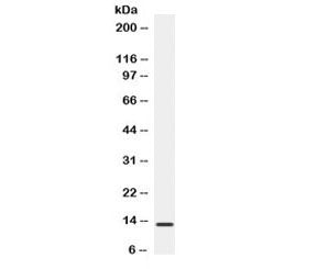 Western blot testing of human HeLa lysate with BCA1 antibody. Expected/observed molecular weight ~13