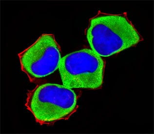 Immunofluorescent staining of human NCI-H460 cells with MAP3K13 antibody (green), DAPI nuclear stain