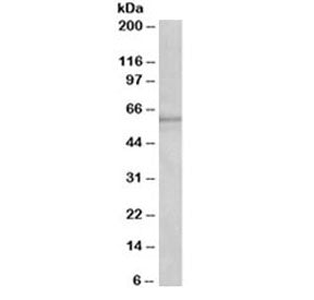 Western blot testing of fetal mouse liver lysate with Cyp1a2 antibody at 1ug/ml. Predicted molecular