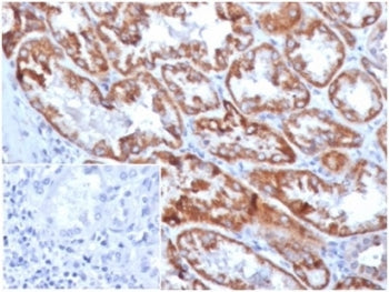 IHC staining of FFPE human kidney tissue with FGF-23 antibody (clone FGF23/4169) at 2ug/ml in PBS for 30min RT. HIER: boil tissue sections in pH 9 10mM Tris with 1mM EDTA for 20 min and allow to cool before testing.