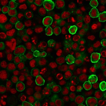 Immunofluorescent staining of human U937 cells with CD15 antibody (clone MY-1, green) and Reddot nuc