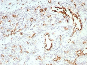 CD31 Antibody / PECAM-1