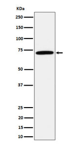 Western blot analysis of Apc6 / CDC16 expression in HepG2 cell lysate using CDC16 antibody.