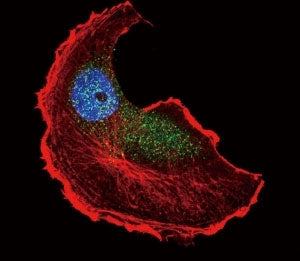Confocal immunofluorescent analysis of phospho-TSC2 antibody with MCF-7 cells followed by Alexa Fluo