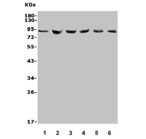 MDM2 Antibody