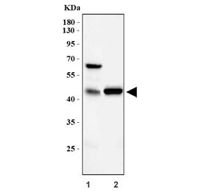Western blot testing of 1) rat lung and 2) human COLO-320 cell lysate with CXCR2 antibody. Predicted