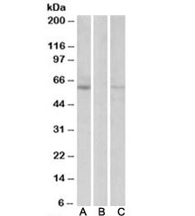 Western blot: transfected and FLAG tagged HEK293 lysate probed with Lane A: MKRN1 antibody [1ug/ml],