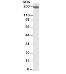 Western blot testing of human kidney lysate with IQGAP1 antibody at 1ug/ml. Predicted molecular weig