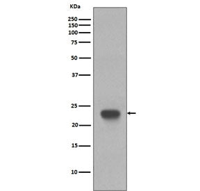 CD3 epsilon Antibody