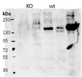Western blot comparison of KO and WT tissue lysates with Cntn4 antibody at 0.5ug/ml. Lanes: KO mouse olfactory bulb (1) and cerebral cortext (2), and WT mouse olfactory bulb (3) and cerebral cortex ( 4). Lane 5: HEK293 lysate overexpressing mouse Cntn4.