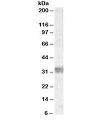 Western blot testing of human thymus lysate with MyD88 antibody at 0.03ug/ml. Predicted molecular we