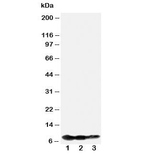 Western blot testing of BAFF-R antibody and Lane 1: recombinant human protein 10ng; 2: 5ng; 3: 2.5ng