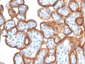 IHC staining of FFPE human placenta with VISTA antibody (clone VISTA/3006). HIER: boil tissue sectio