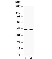 NR2F6 Antibody